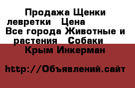 Продажа Щенки левретки › Цена ­ 40 000 - Все города Животные и растения » Собаки   . Крым,Инкерман